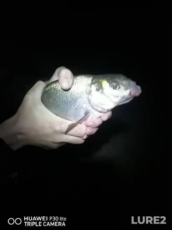 Bream — Lukovskoye, Aug 16, 2020