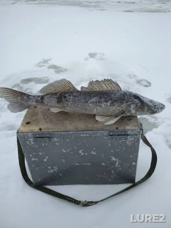 Zander — Cheboksarskoye, Dec 05, 2018