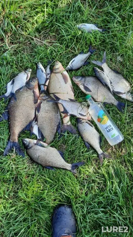 Bream — Pina, Aug 22, 2020