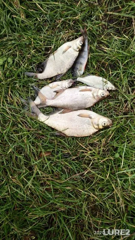 Bream, Perch — Brestskaya oblast, Sep 06, 2020