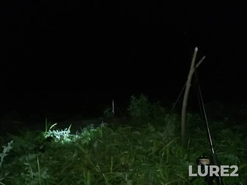 Wels catfish — Mukhavets, Sep 19, 2020
