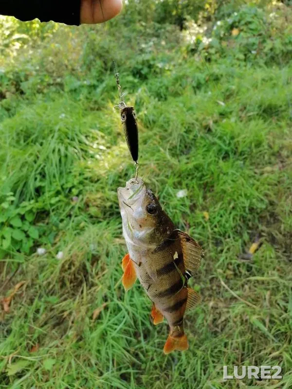 Perch — Brestskaya oblast, Sep 22, 2020