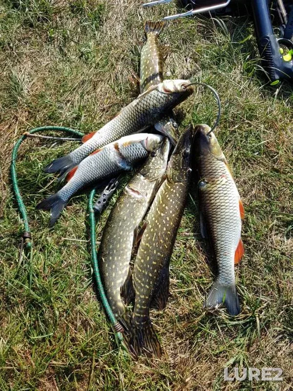 Chub, Pike — Lesnaya, Sep 25, 2020