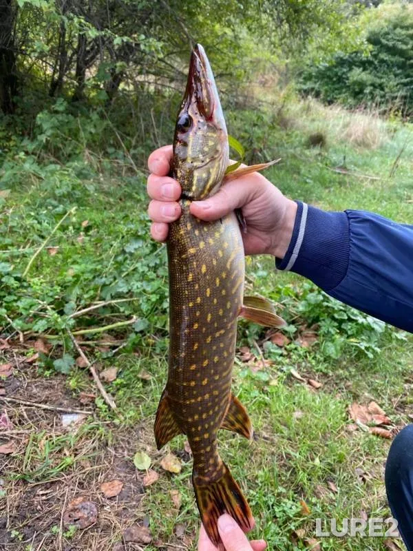 Pike — Mukhavets, Oct 08, 2020