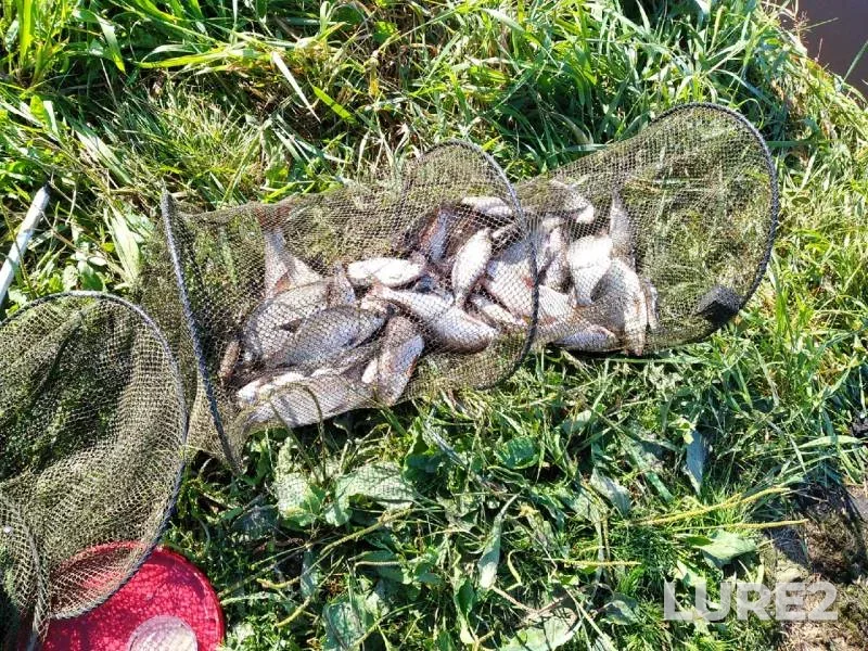 Bream — Smerd, Oct 11, 2020