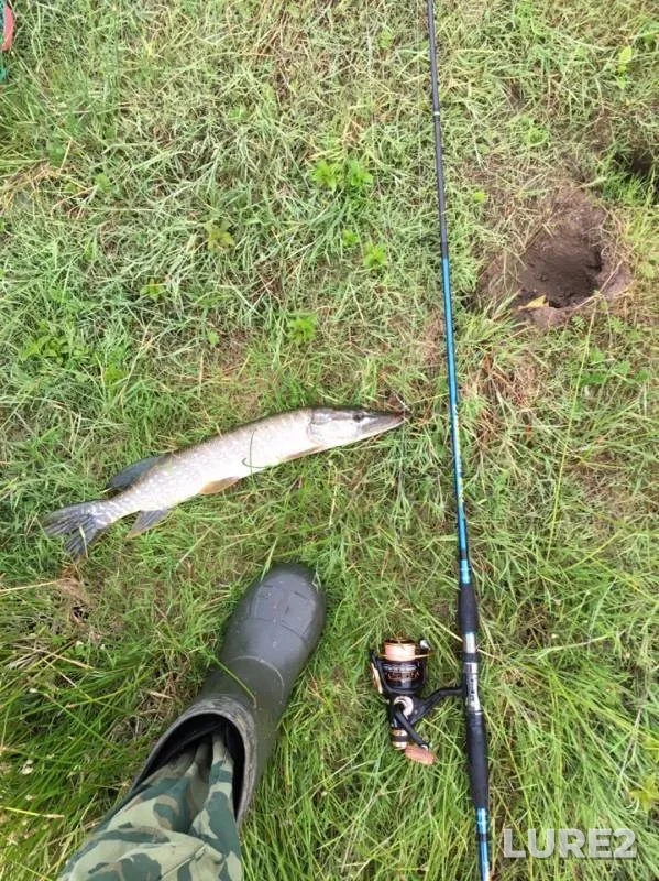 Perch, Pike — Torkhanskoye, Jul 06, 2019
