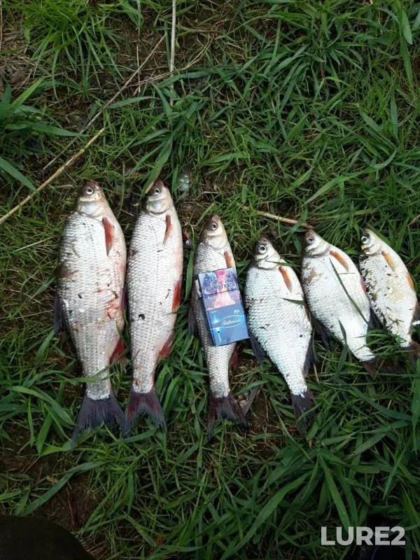 White bream — Dnepr, May 12, 2020