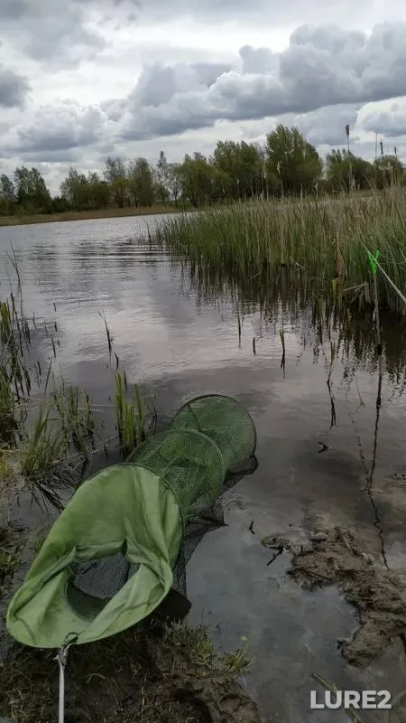 Crucian carp — Uzdyanka, May 16, 2020