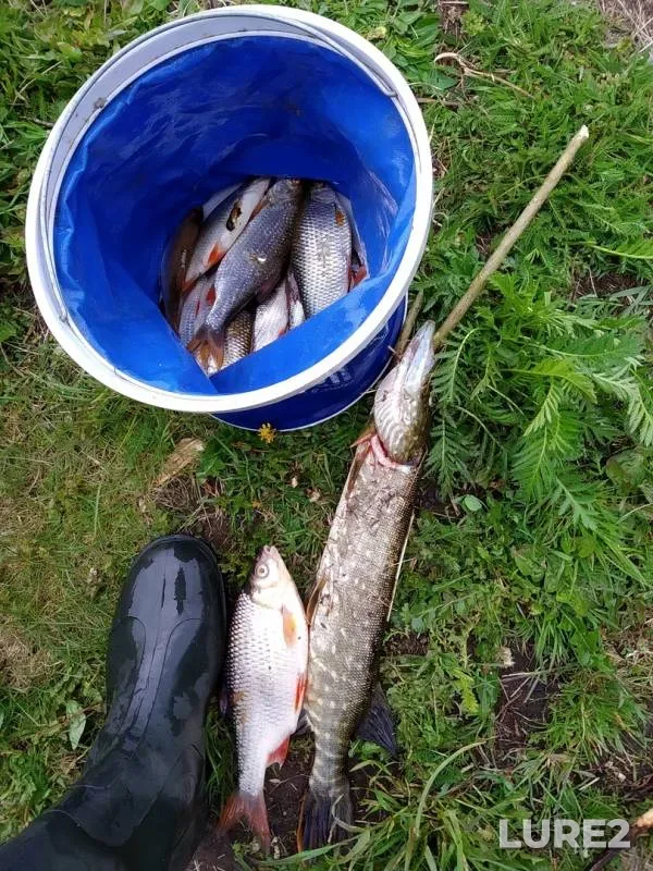 Pike, Roach — Iliya, May 18, 2020