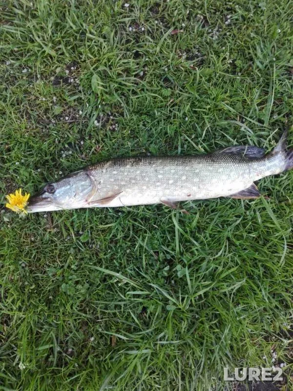 Pike — Vedma, May 19, 2020