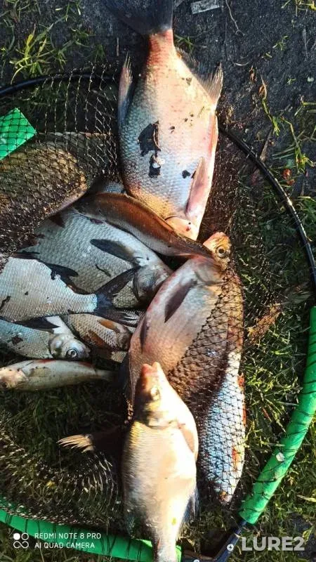 Bream, Roach — Drozdy, Jun 01, 2020