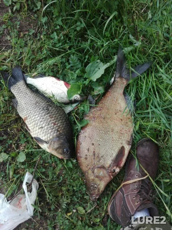 Bream, Crucian carp — Zaslavskoye, Jun 12, 2020