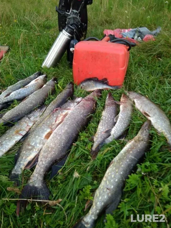 Perch, Pike — Lovat, Aug 15, 2019