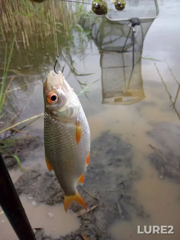 Crucian carp, Roach — Silnitsa, Aug 31, 2019