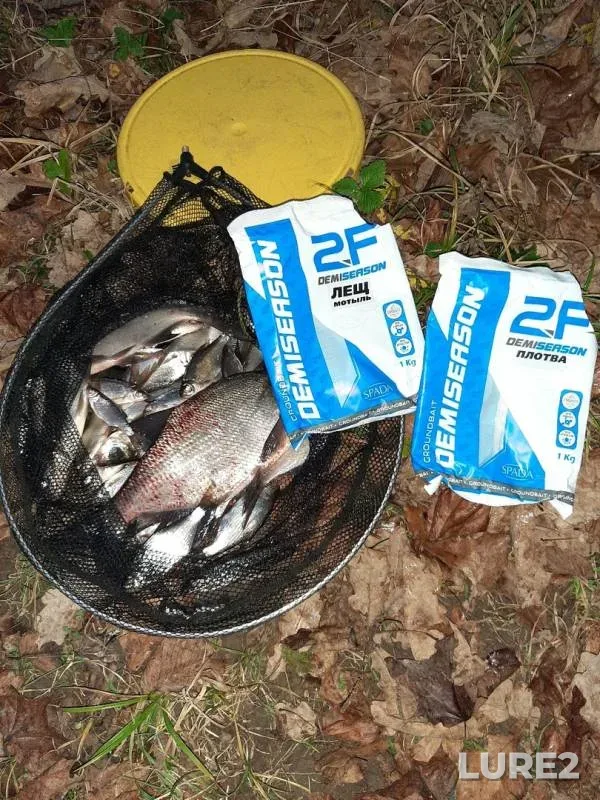 Bream, Roach — Zaronovskoye, Nov 17, 2019