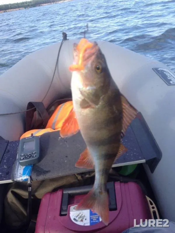 Perch, Zander — Volga, Aug 14, 2015