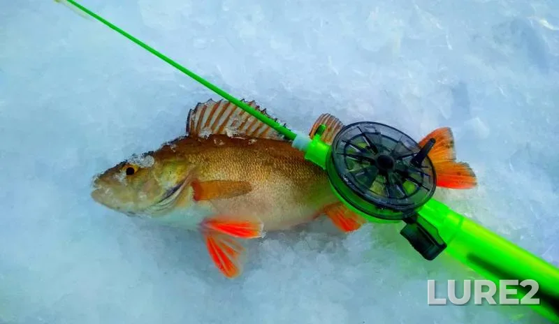 Perch — Zhayyқ - Ural, Feb 17, 2020