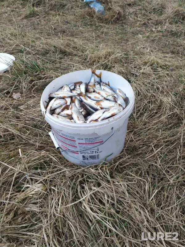 Roach — Luzhesnyanka, Apr 05, 2020