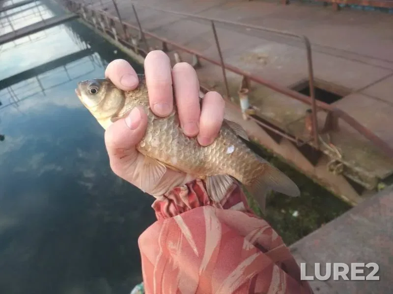 Bleak, Crucian carp — Lukomlskoye, Apr 25, 2020