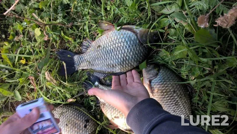 Crucian carp — Respublika Chuvashiya, Aug 23, 2015