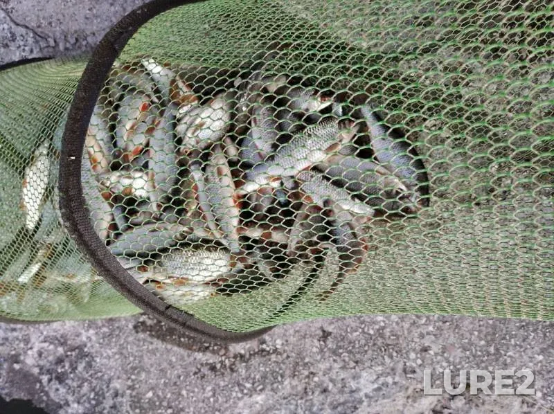 Roach — Drozdy, Jun 26, 2020