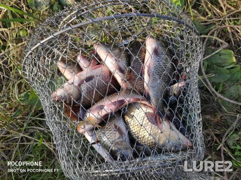 Carp, Crucian carp — Svisloch, Jun 28, 2020