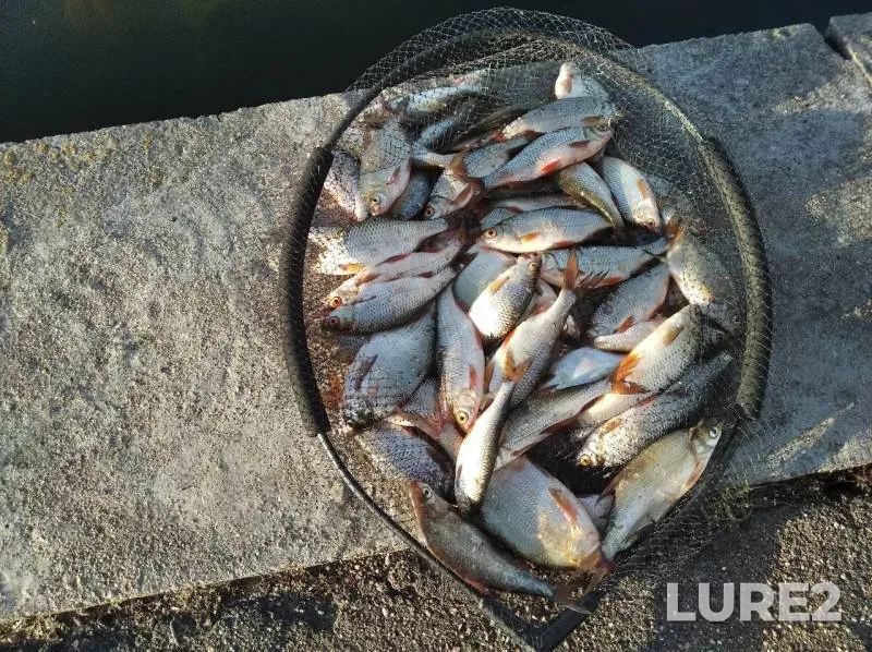 Bream, Roach — Drozdy, Jul 02, 2020