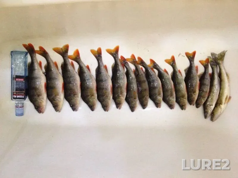 Perch, Zander — Cheboksarskoye, Oct 18, 2015