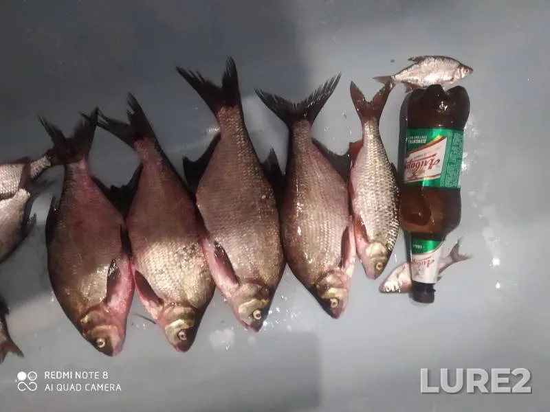 Bream, Roach — Svisloch, Jul 11, 2020