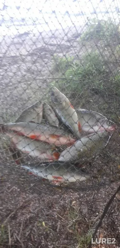 Perch, Roach — Zaslavskoye, Jul 13, 2020