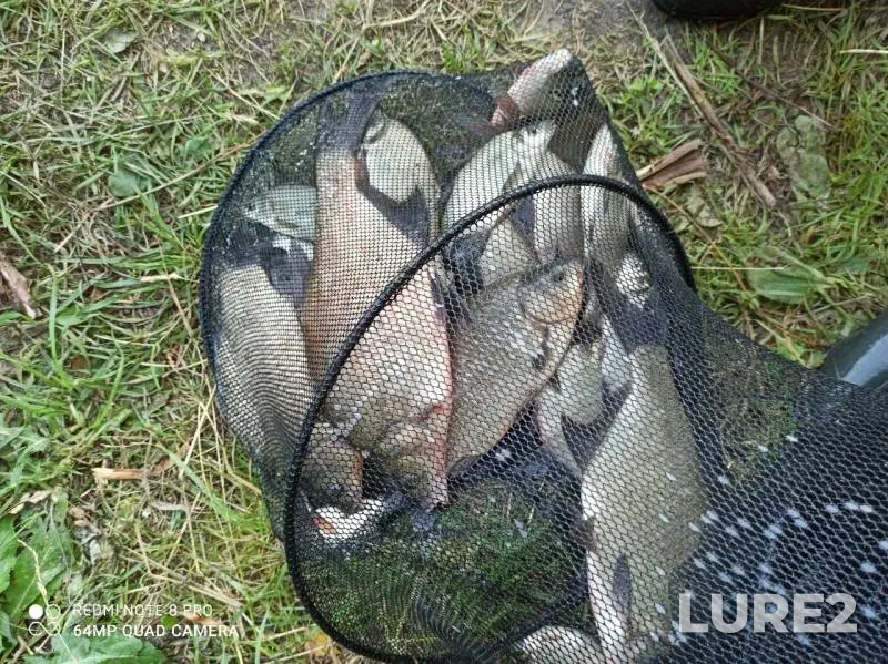 Bream — Krinitsa, Jul 15, 2020
