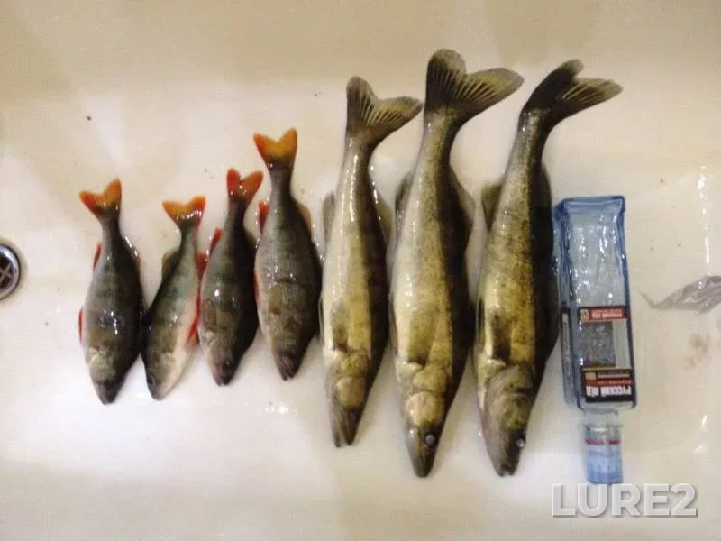 Perch, Zander — Cheboksarskoye, Oct 25, 2015