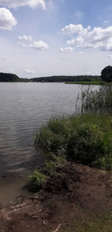 Лещ, Плотва