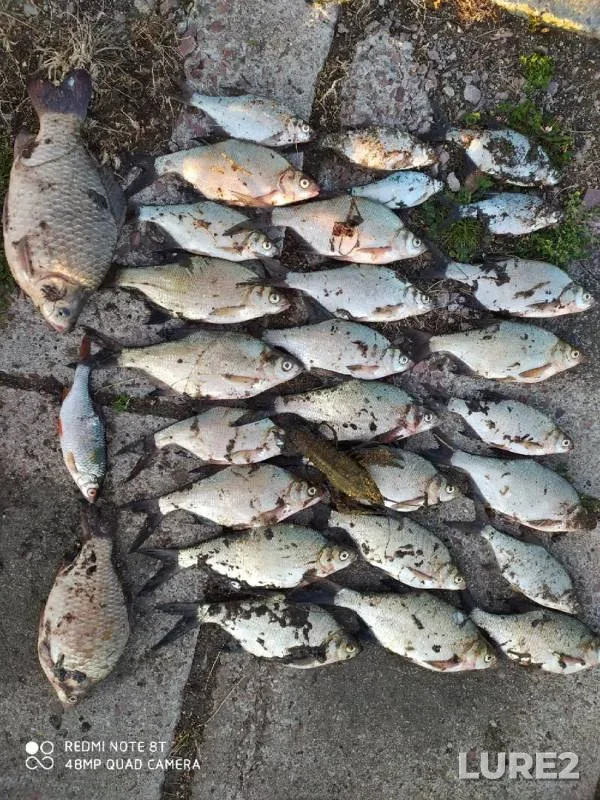 Bream, Crucian carp — Drozdy, Aug 02, 2020