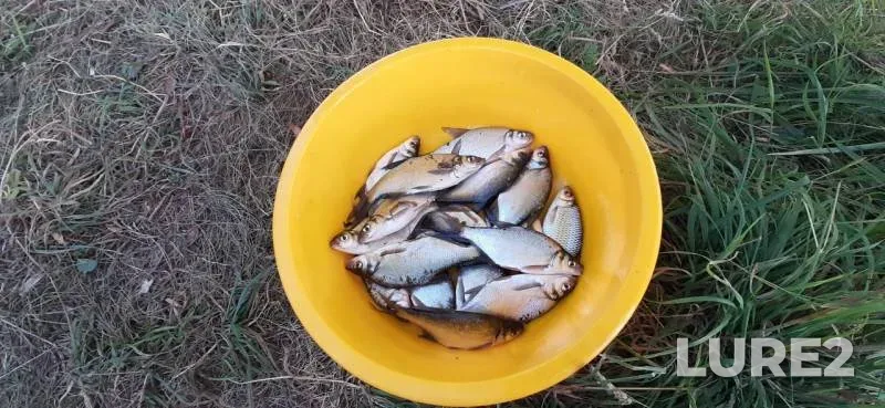 Bream — Drozdy, Aug 03, 2020