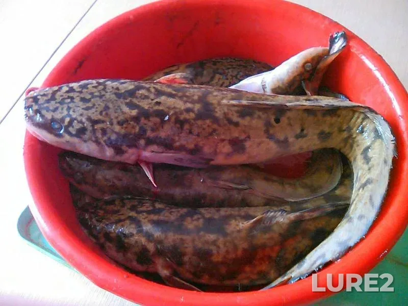 Burbot — Drenazhnyy vodoyom, Jan 02, 2016