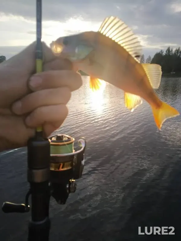 Perch — Plissa, Aug 05, 2020