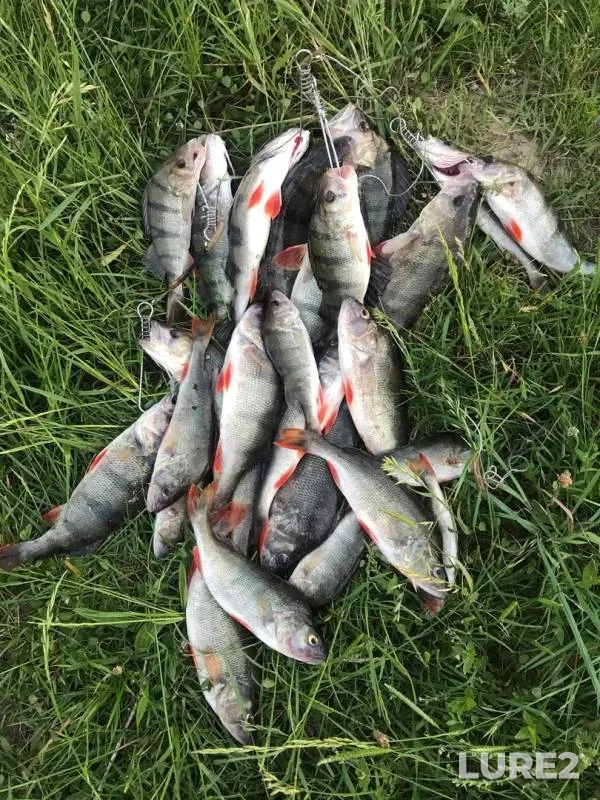 Perch — Petrovichskoye, Aug 29, 2020