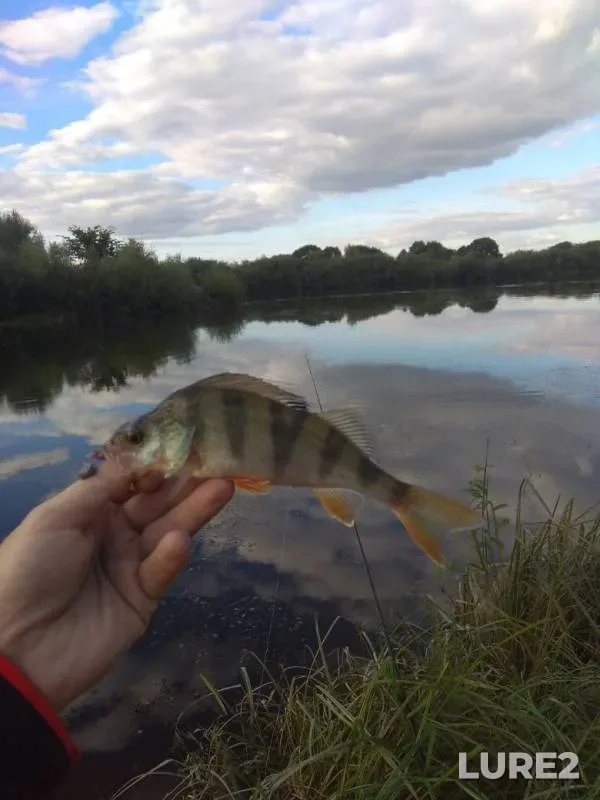 Perch — Dnepr, Sep 01, 2020