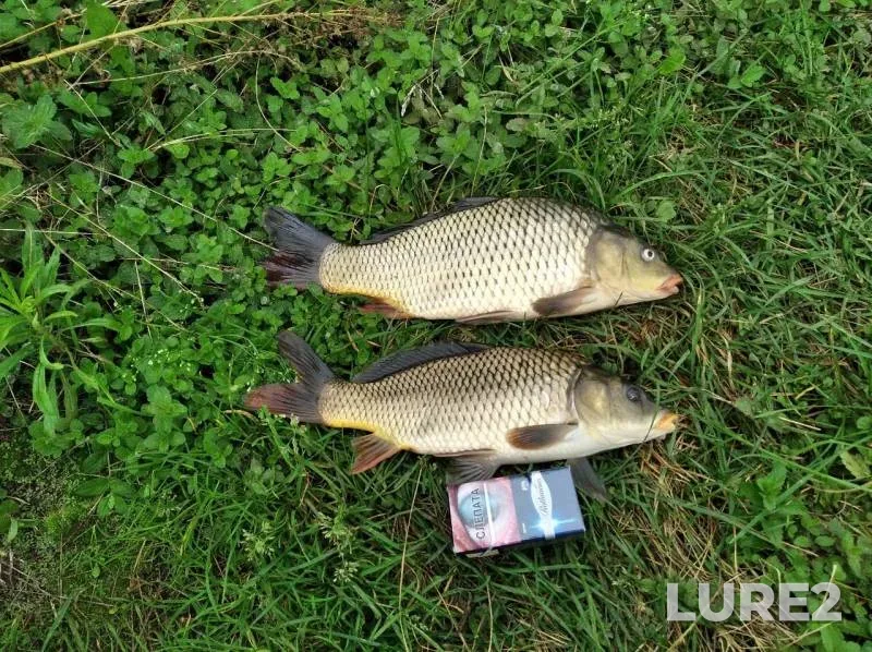 Carp — Svisloch, Sep 06, 2020