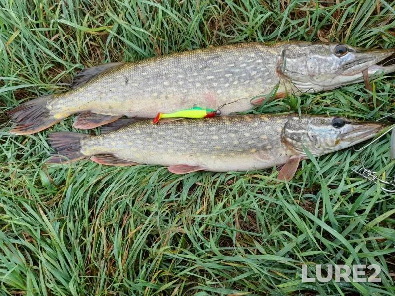 Pike — Svisloch, Oct 07, 2020
