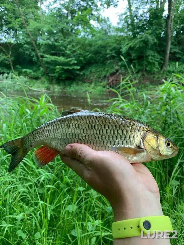 Chub — Saryanka, Oct 08, 2020
