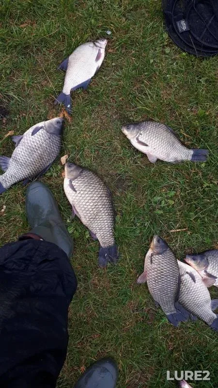 Bream, Crucian carp — Volchkovichskoye, Oct 10, 2020