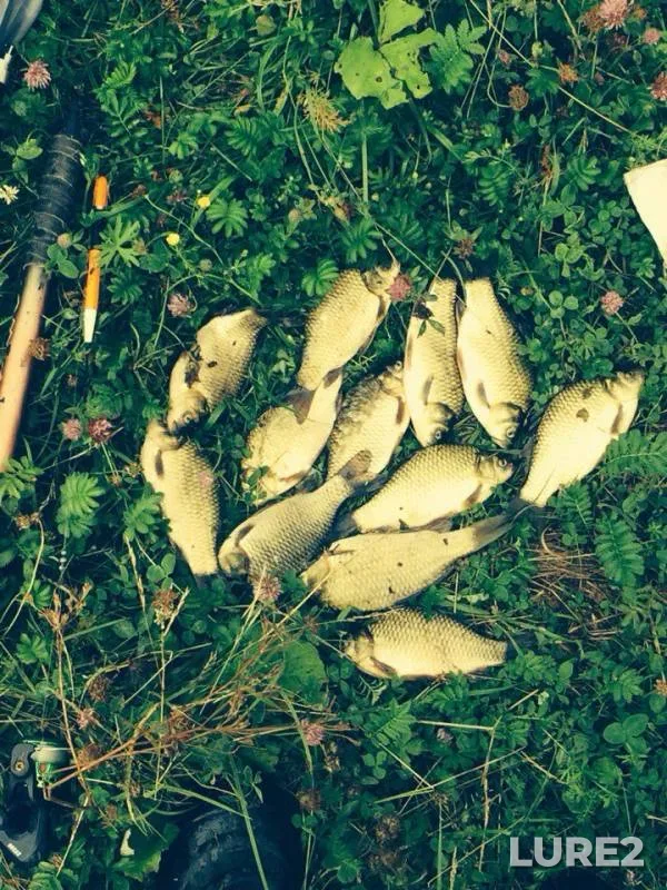 Carp — Malyy Anish, Jul 14, 2016