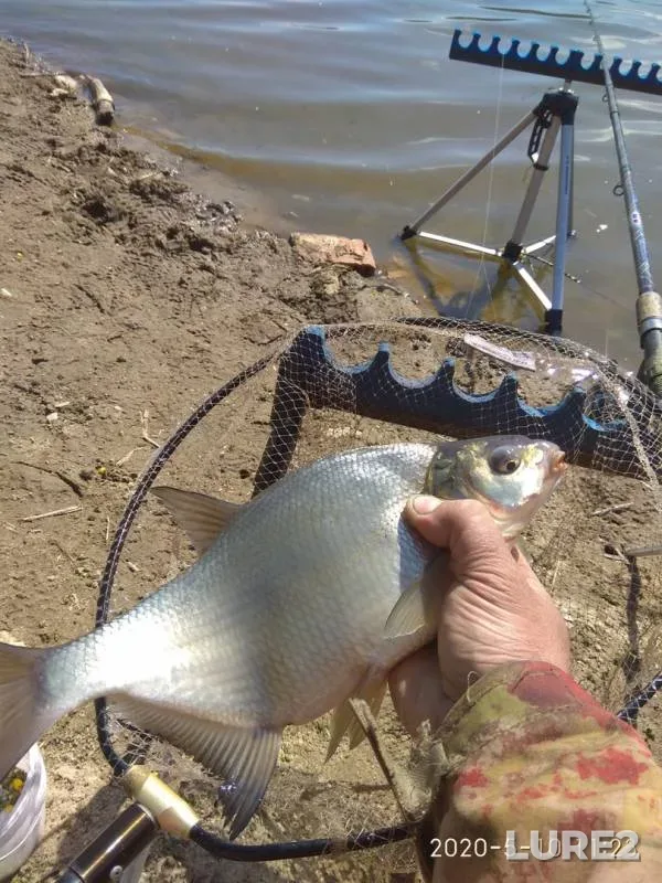 Bream, Crucian carp — Usyazha, May 12, 2020