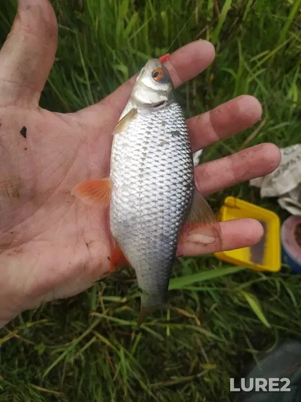 Bream, Roach — Krinitsa, May 30, 2020