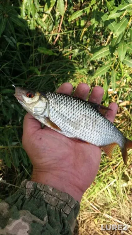 Bream, Roach — protoka Volotova, Aug 17, 2020