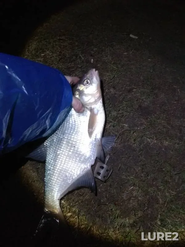 Bream — Drozdy, Mar 22, 2020