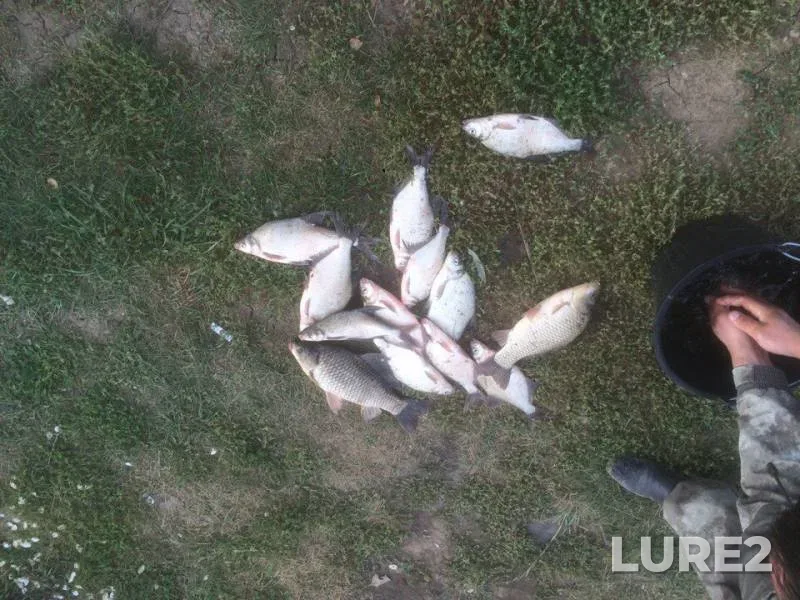 Bream, Carp — Bolshoy Tsivil, Sep 01, 2016