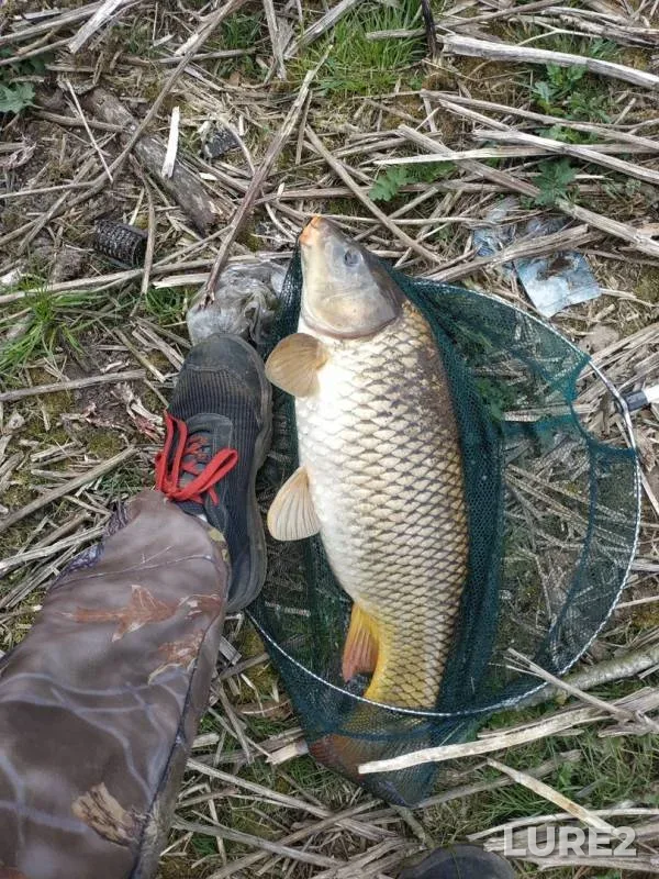 Carp — Svisloch, Apr 25, 2020